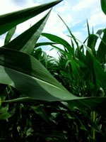 Corn