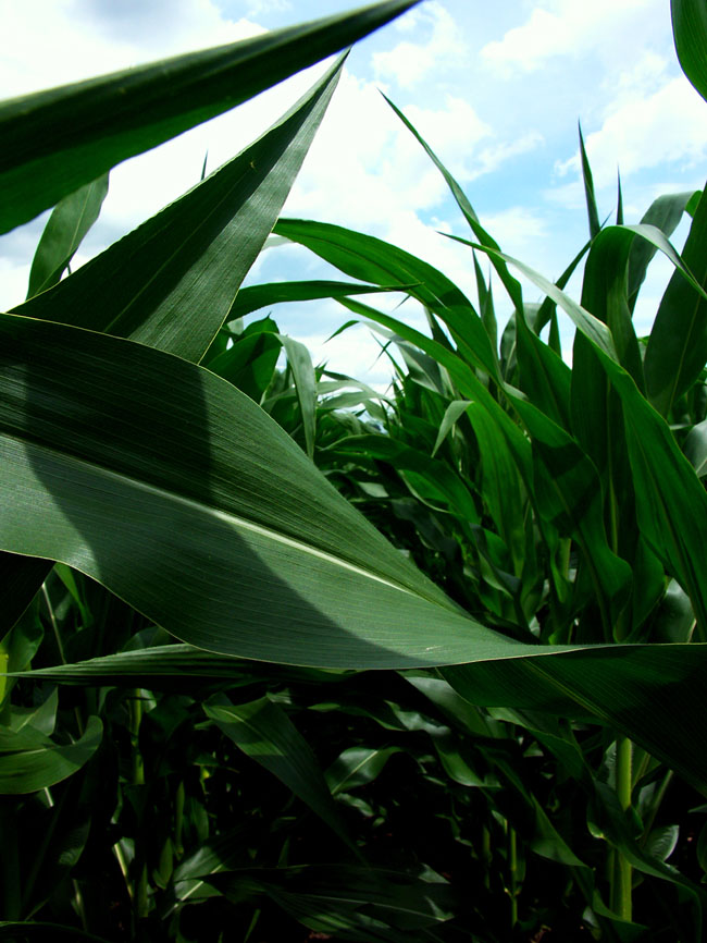 Corn