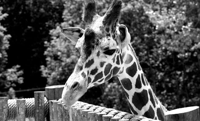 Giraffe