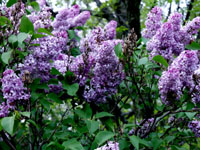 Lilacs