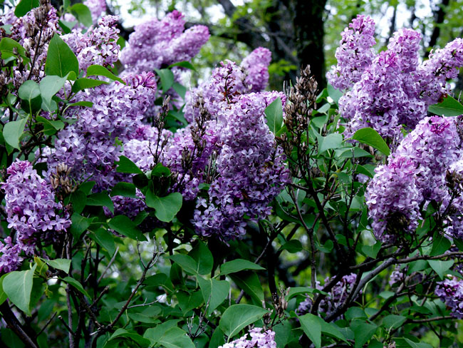 Lilacs