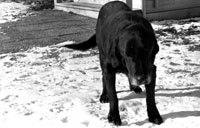 Sam