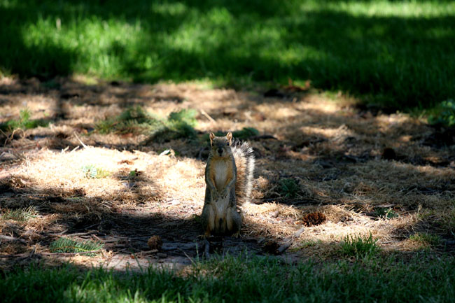Squirrel