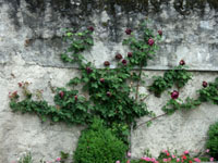 Wallclimbing